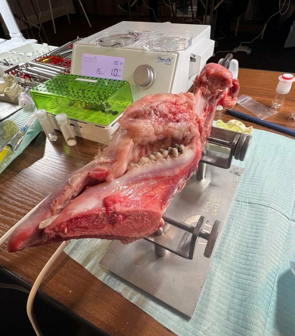 Навчання Олександра Чорного