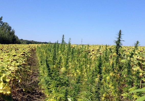 У Хмельницькій області вилучено наркотиків майже на 76 міль..., фото-2 У Хмельницькій області вилучено наркотиків майже на 76 мільйонів гривень, фото-2