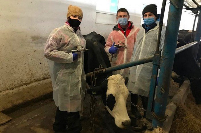 У Кам'янець-Подільському районі перевіряють худобу на туберкульоз