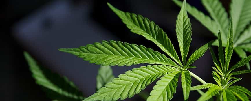 насіння коноплі від rastaman-seeds.com.ua